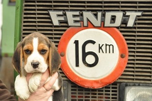 In 't Veld Beagles