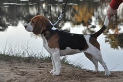 In 't Veld Beagles