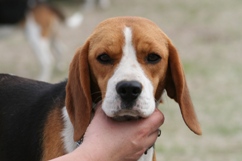 In 't Veld Beagles