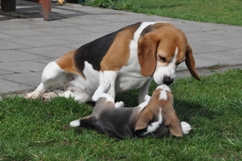 In 't Veld Beagles