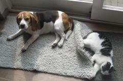 In 't Veld Beagles