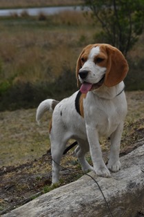 In 't Veld Beagles