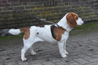 In 't Veld Beagles