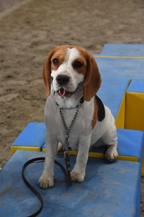 In 't Veld Beagles