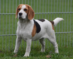 In 't Veld Beagles