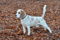 In 't Veld Beagles
