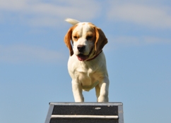In 't Veld Beagles