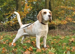 In 't Veld Beagles