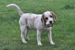 In 't Veld Beagles