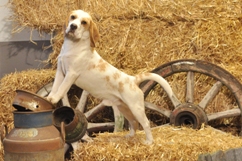 In 't Veld Beagles