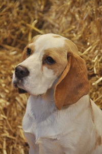 In 't Veld Beagles