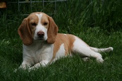 In 't Veld Beagles