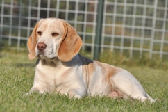 In 't Veld Beagles