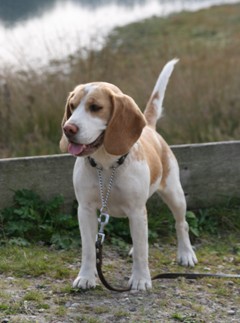 In 't Veld Beagles