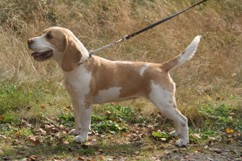 In 't Veld Beagles