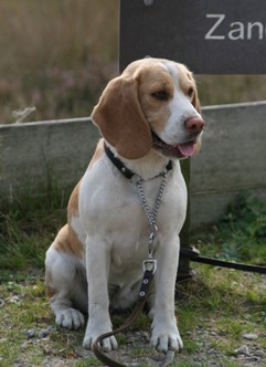 In 't Veld Beagles