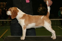 In 't Veld Beagles