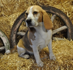 In 't Veld Beagles