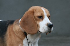 In 't Veld Beagles