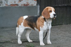 In 't Veld Beagles