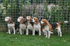 In 't Veld Beagles