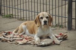 In 't Veld Beagles