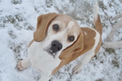 In 't Veld Beagles