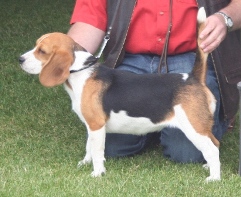 In 't Veld Beagles