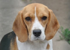 In 't Veld Beagles