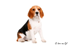 In 't Veld Beagles