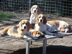 In 't Veld Beagles