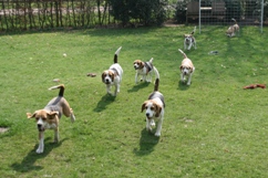 In 't Veld Beagles
