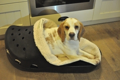In 't Veld Beagles