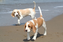 In 't Veld Beagles