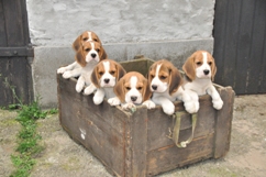 In 't Veld Beagles, Kennel Uit 't Leyedal