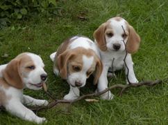 In 't Veld Beagles, Kennel Uit 't Leyedal