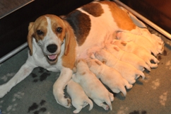 In 't Veld Beagles, Kennel Uit 't Leyedal