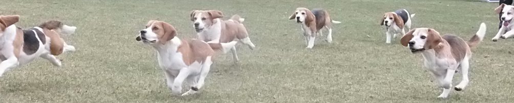 Dierenwelzijncentrum In 't Veld, Beagles; kennel Uit 't Leyedal