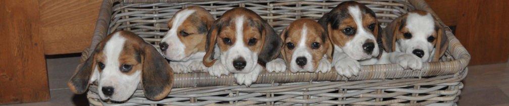 Dierenwelzijncentrum In 't Veld, Beagles; kennel Uit 't Leyedal