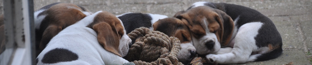 Dierenwelzijncentrum In 't Veld, Beagles; kennel Uit 't Leyedal