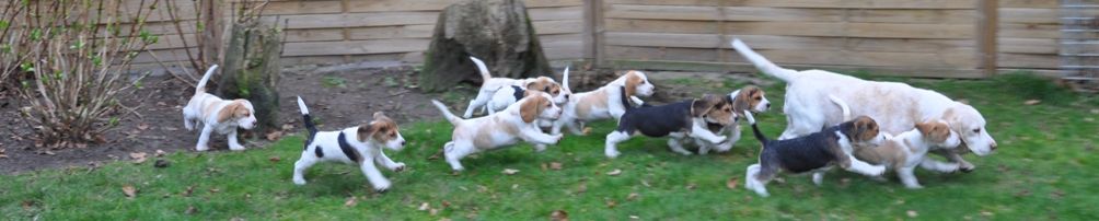 Dierenwelzijncentrum In 't Veld, Beagles; kennel Uit 't Leyedal