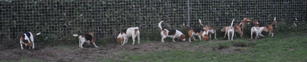 Dierenwelzijncentrum In 't Veld, Beagles; kennel Uit 't Leyedal