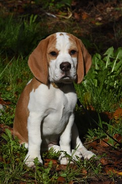 In 't Veld Beagles