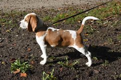 In 't Veld Beagles