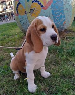 In 't Veld Beagles
