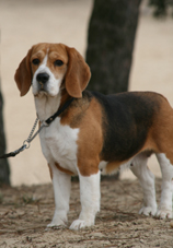 In 't Veld Beagles