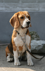 In 't Veld Beagles