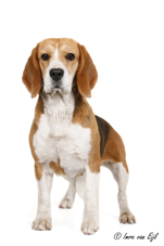 In 't Veld Beagles