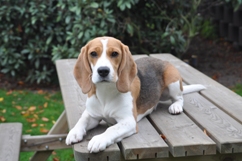 In 't Veld Beagles