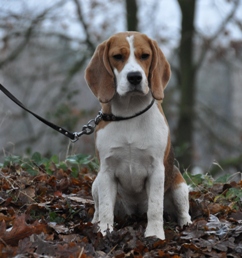 In 't Veld Beagles